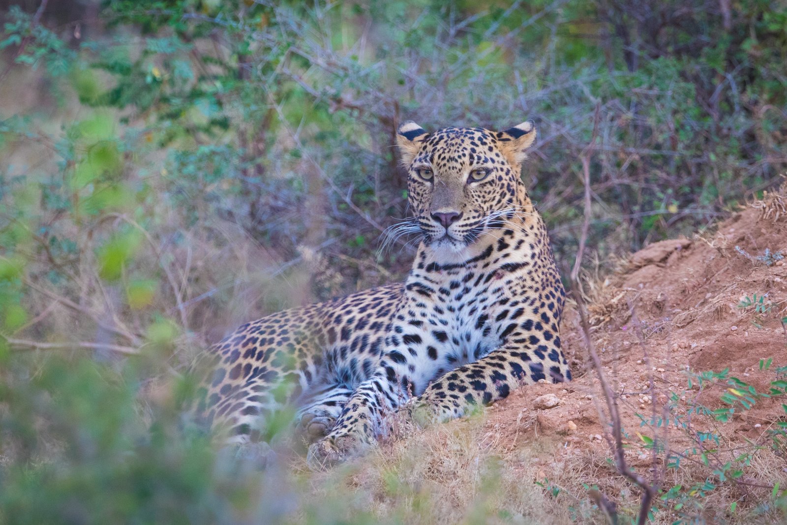 wildlife photography safari Leopard 8 Sri Lanka Inger Vandyke